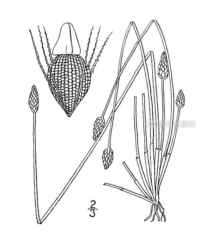 古植物学植物插图:Eleocharis tuberlosa，大的有瘤的穗状突起